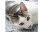 Adopt Snoopy (bonded w/ Marcie) a Domestic Short Hair, Tabby