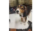 Adopt Hetty a Treeing Walker Coonhound, Black and Tan Coonhound