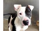 Adopt Princess a American Staffordshire Terrier