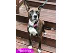 Adopt Phoenix a Pit Bull Terrier