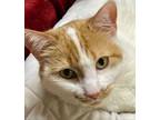 Adopt YAHTZEE a Domestic Short Hair