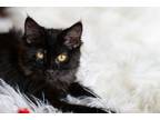 Adopt Robyn a Domestic Medium Hair