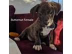 Adopt Butternut a Mastiff, Pit Bull Terrier