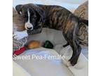 Adopt Sweet Pea a Mastiff, Pit Bull Terrier