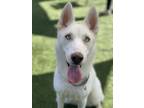 Adopt Amity a Siberian Husky