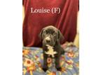 Adopt Louise a Mixed Breed