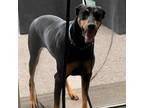 Adopt STELLA - FFPR a Doberman Pinscher