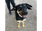 Adopt Millie* a German Shepherd Dog, Mixed Breed