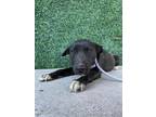 Adopt 55377445 a Labrador Retriever, Mixed Breed