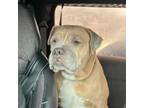 Adopt Alma *Hospice a Pit Bull Terrier, Mixed Breed