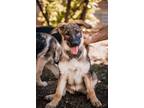 Adopt Stella a German Shepherd Dog