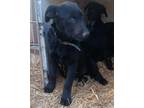 Adopt Jill a Flat-Coated Retriever, Black Labrador Retriever