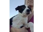 Adopt Maddie a Border Collie, Pit Bull Terrier