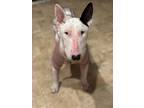 Adopt Mavis a Bull Terrier