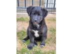 Adopt Khione a Dutch Shepherd, American Staffordshire Terrier