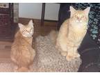 Adopt Pumpkin & Spice a Domestic Medium Hair