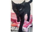 Adopt Kadabra a Domestic Short Hair