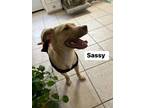 Adopt Sassy a Yellow Labrador Retriever, Pit Bull Terrier