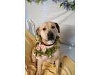 Adopt Jessie a Labrador Retriever, Mastiff