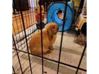Adopt Olive a Holland Lop