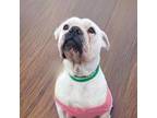 Adopt Freya a Boxer