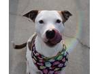 Adopt Nana a Pit Bull Terrier