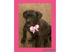 Adopt Hope a Labrador Retriever, Pit Bull Terrier