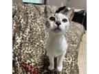 Adopt Gloria a Domestic Short Hair