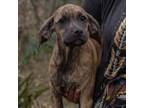 Adopt Jasmine a Black Mouth Cur, Mixed Breed