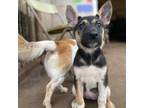 Adopt High Fidelity a German Shepherd Dog