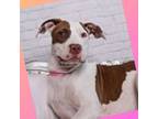 Adopt Vicky a Mixed Breed