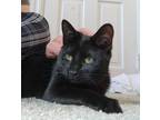 Adopt Felicia a Domestic Short Hair