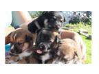 Adopt Mariah's Champion Pups a Australian Cattle Dog / Blue Heeler