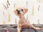 Adopt Diana a Poodle