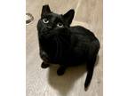 Adopt Penny a Domestic Short Hair