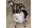 Adopt Emma a Hound, Mountain Cur