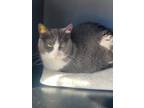 Adopt Brie (2y) a Domestic Short Hair