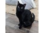 Adopt Marceline a Domestic Short Hair