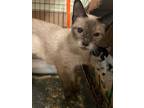 Adopt Robin N - Suki a Siamese, Domestic Short Hair