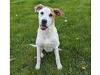 Adopt Opal a Coonhound, Labrador Retriever