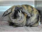 Adopt Cosmic Brownie a Holland Lop