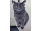 Adopt Max(imus) a Russian Blue