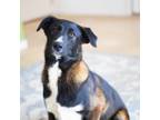 Adopt Aiden a Mixed Breed