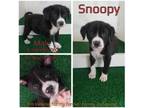 Adopt Snoopy a Mixed Breed