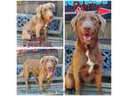 Adopt Perry a Labrador Retriever, Mixed Breed