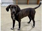 Adopt Preston a Labrador Retriever, Plott Hound