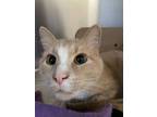 Adopt Charlie a American Shorthair