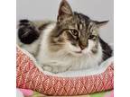 Adopt Gato a Tabby