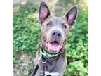 Adopt MOMO* a Pit Bull Terrier, Mixed Breed