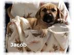 Adopt Jacob a Golden Retriever, Mastiff